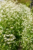 Cowslip