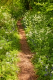 Woodland path