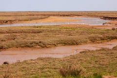 Wells Salt Marshes