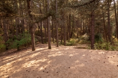 Dunes behind High Cape Beach
