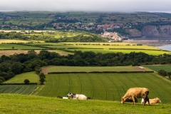 Cows, fields and hills, Robin Hood's Bay