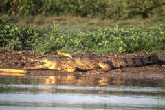 Crocodile, Mary River Billabong