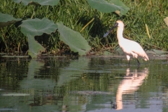 Mary River Billabong