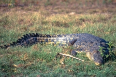 Crocodile, Mary River Billabong