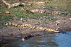 Crocodile, Mary River Billabong