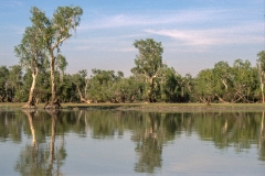 Mary River Billabong