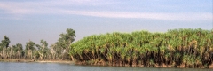 Mary River Billabong