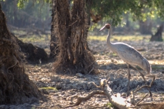 Mary River Billabong