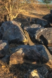 Lizard, Mary River Billabong