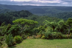 Waipoua Forest park