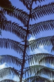 Tree Fern