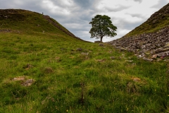 Sycamore Gap
