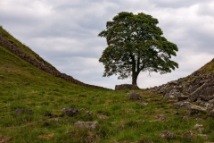 Sycamore Gap