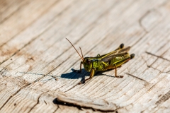 Cape Breton grasshopper