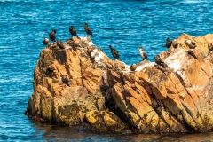Cape Breton cormorants