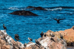 Cape Breton cormorants