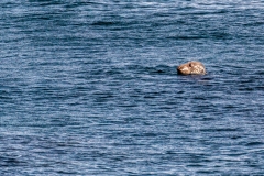 Cape Breton seal
