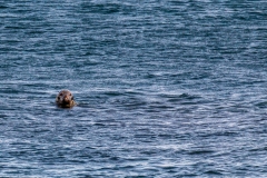 Cape Breton seal
