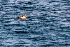 Bay St. Lawrence seabird