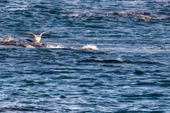 Bay St. Lawrence seabird