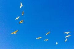 Neils Harbour seagulls