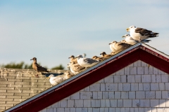 Neils Harbour seagulls