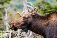 Moose, Cape Breton Highlands
