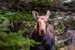 Moose, Cape Breton Highlands
