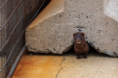 North American mink