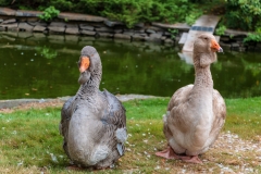 Fat geese