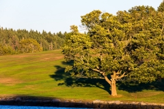 Golden tree, Lunenburg