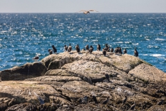 Kejimkujik Cormorants