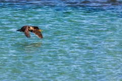 Kejimkujik Cormorants