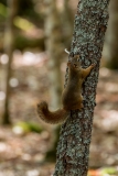 Kejimkujik squirrel