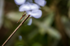 Red dragonfly