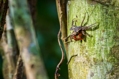 Tree crab