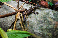 Brown (striped) Basilisk