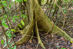 Rainforest tree with buttress roots