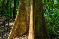 Rainforest tree with buttress roots