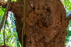 Termite nest on tree branch