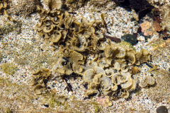 Peacock's Tail algae in a rockpool