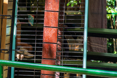 Black spiny-tailed iguana enjoying the "Pura Vida"