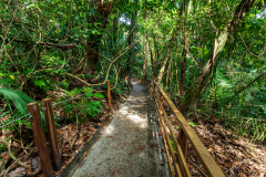 Path through the forest