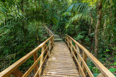 Path through the forest