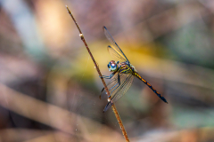 Dragonfly on a plant stem