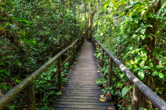Path through the forest