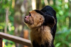 White-faced capuchin