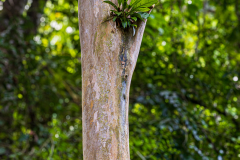 Epiphyte plant on a tree