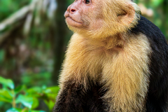 White-faced capuchin