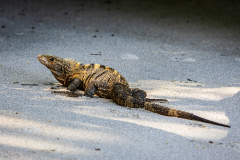 Black spiny-tailed iguana (Ctenosaura pectinata)